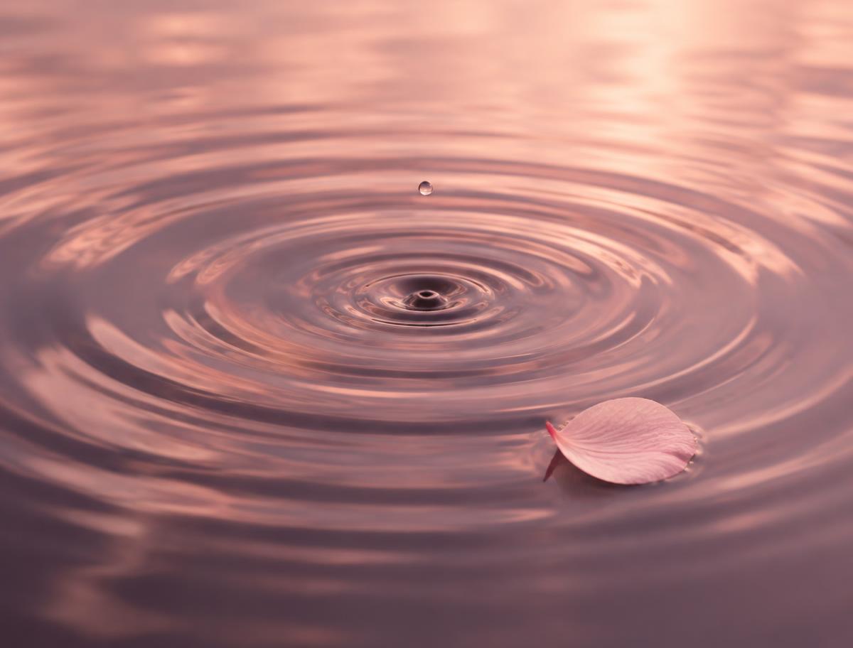 Concentric ripples and a blush petal on mauve water