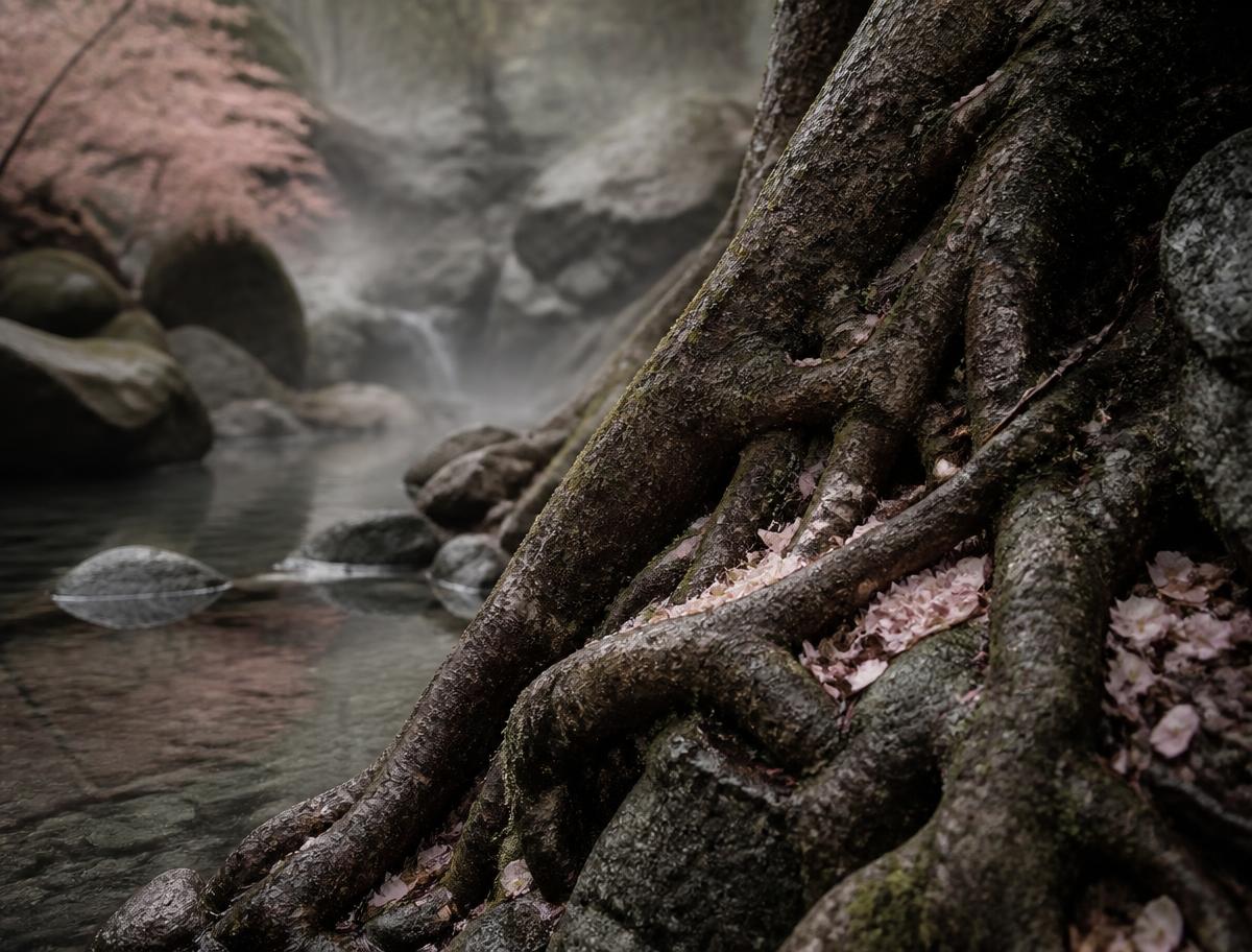 Ancient tree roots beside a misty forest spring